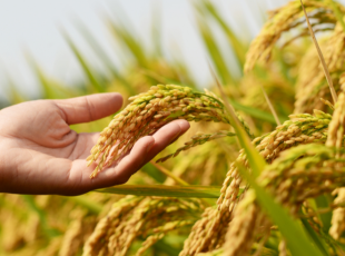 Cultivation of Crops